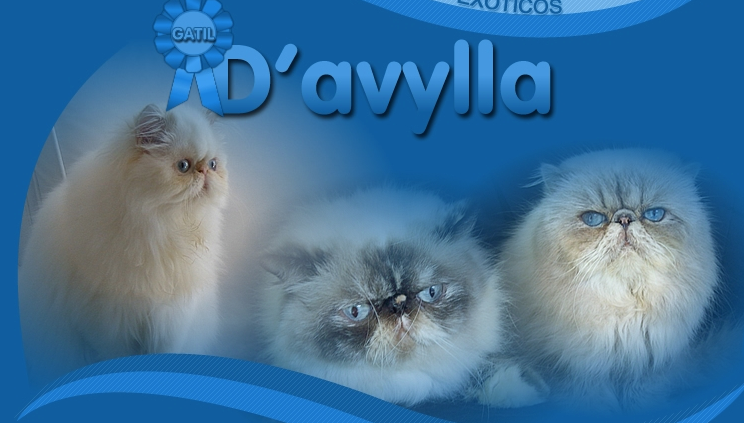 Gatil D'avylla