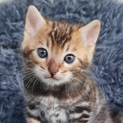 Gatil Bengal Imperial